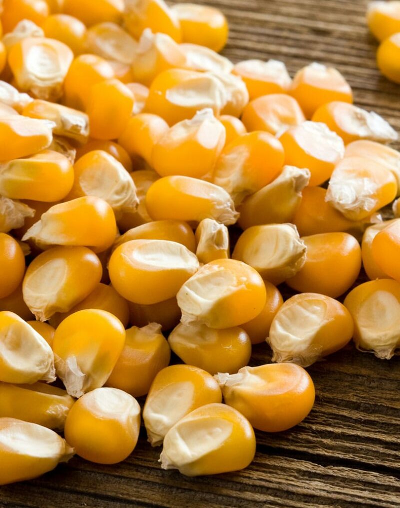 popcorn seeds and kernels