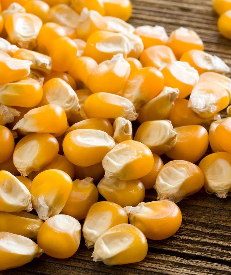 popcorn seeds and kernels